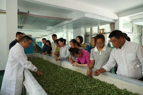 麻江縣 茶葉加工技術培訓助力茶產業提質增效